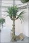 Preview: Agavenbaum künstlich, ca.290 cm