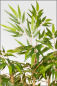 Preview: Bambus ca.180 cm mit Naturstamm.