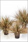 Preview: Carex Ziergras ca. 50 cm gruen/braun herbstlich