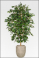 Preview: Ficus Benjamin Deluxe ca.280 cm, Natur Monostamm.