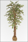 Preview: Ficus Japonica ca.210 cm mit Naturstamm.