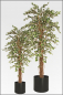 Preview: Ficus Japonica ca.150 cm mit Naturstamm.