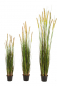 Preview: Foxtail Gras ca. 150 cm mit hellem cremefarbenem Schweif