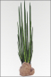 Preview: Sansevieria Cylindrica kuenstlich ca. 160 cm