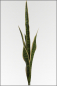 Preview: Sansevieria ca. 105 cm gruen/gelb