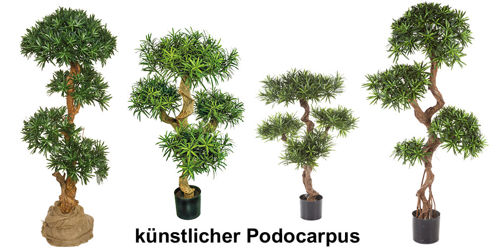 Podocarpus künstlich