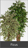Kuenstlicher Ficus Benjamin