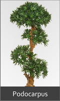 Kuenstlicher Podocarpus