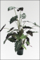 Mobile Preview: Alocasia Amazonica, kuenstliche Zimmerpflanze ca. 110 cm