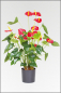 Mobile Preview: Anthurium rot, künstliche bluehende Zimmerpflanze ca. 80 cm.