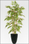 Preview: Bambus ca.210 cm mit Naturstamm.