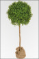 Mobile Preview: Buchsbaum Kugelbaum; Kunststoff; Natur Hochstamm; ca. 150 cm