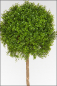 Mobile Preview: Buchsbaum Kugelbaum; Kunststoff; Natur Hochstamm; ca. 150 cm