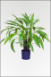Mobile Preview: Calathea kuenstliche Topfpflanze, ca. 85 cm, mit 77 Blatt
