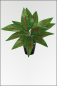 Mobile Preview: Canna, kuenstliche Zimmerpflanze ca. 50 cm