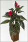 Mobile Preview: Canna künstlich ca. 180 cm mit roten Blüten