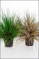 Mobile Preview: Carex Ziergras ca. 50 cm gruen/braun herbstlich