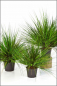 Mobile Preview: Carex Ziergras ca. 50 cm gruen