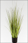 Preview: Carex Ziergas in verschiedenen Gr