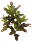 Preview: Croton künstlich ca.80 cm.