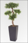 Preview: Cubi-Podocarpus Pflanzgesteck ca.140 cm, in verschiedenen Topffarben lieferbar.