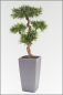 Preview: Cubi-Podocarpus Pflanzgesteck ca.140 cm, in verschiedenen Topffarben lieferbar.