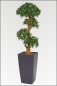 Preview: Cubi-Podocarpus Pflanzgesteck ca.220 cm, in verschiedenen Topffarben lieferbar.