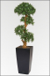 Mobile Preview: Cubi-Podocarpus Pflanzgesteck ca.190 cm, in verschiedenen Topffarben lieferbar.