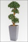 Preview: Cubi-Podocarpus Pflanzgesteck ca.220 cm, in verschiedenen Topffarben lieferbar.