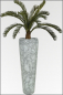 Preview: Cycas Palmestock; 15 fach; 110 cm