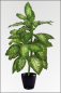 Preview: Dieffenbachia künstlich, Topfflanze; ca.120 cm