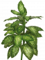Preview: Dieffenbachia künstlich, Topfflanze; ca.120 cm