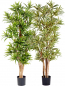 Preview: Dracena Reflexa mit Naturstamm, ca.120 cm in verschiedenen Farben