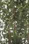 Preview: Eucalyptus Baum Naturstamm; ca.150 cm.