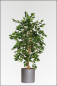 Mobile Preview: Ficus Benjamin mit Pflanzgefaess in verschiedenen Groessen