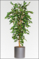 Preview: Ficus Benjamin ca. 210 cm mit Naturstamm.
