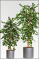 Mobile Preview: Ficus Benjamin kuenstlich, mit 3 fachen Naturstamm ca. 120 cm