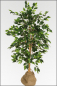 Mobile Preview: Ficus Benjamin kuenstlich, mit 3 fachen Naturstamm ca. 150 cm