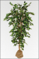Mobile Preview: Ficus Benjamin kuenstlich, mit 3 fachen Naturstamm ca. 120 cm