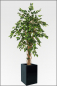 Preview: Ficus Benjamin kuenstlich 120 cm mit Naturlianenstamm.