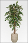 Preview: Ficus Benjamin kuenstlich 210 cm mit Naturlianenstamm.