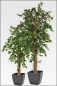 Preview: Ficus Benjamin kuenstlich 180 cm mit Naturlianenstamm.