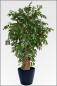 Mobile Preview: Ficus Benjamin Tropical mit Naturlianenstamm 210 cm