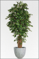 Mobile Preview: Ficus Benjamin Tropical mit Naturlianenstamm 210 cm
