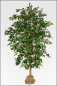 Mobile Preview: Ficus Benjamin Deluxe ca.280 cm, Natur Monostamm.