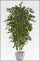 Mobile Preview: Ficus Benjamin Deluxe ca.210 cm, Natur Monostamm.