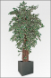 Mobile Preview: Ficus Japonica Tropical kuenstlich Naturlianenstamm 250 cm