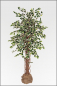 Mobile Preview: Ficus Japonica ca.180 cm mit Naturstamm.