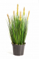 Preview: Foxtail Gras ca. 60 cm mit verschiedenem Schweif