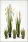 Preview: Foxtail Gras ca. 90 cm mit hellem cremefarbenem Schweif